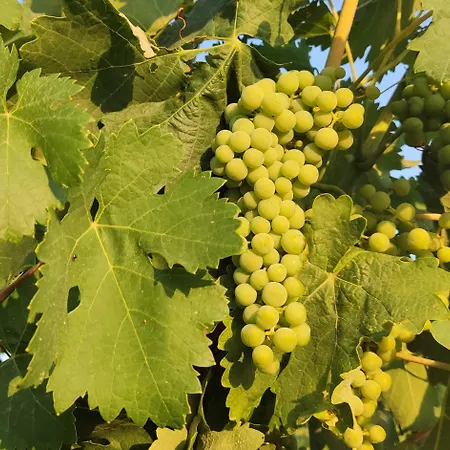 El Callejon 公寓 *