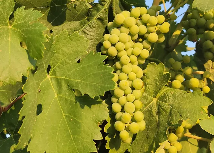 El Callejon Apartament *